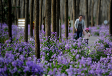 ֲ��԰�ʻ�ʢ��